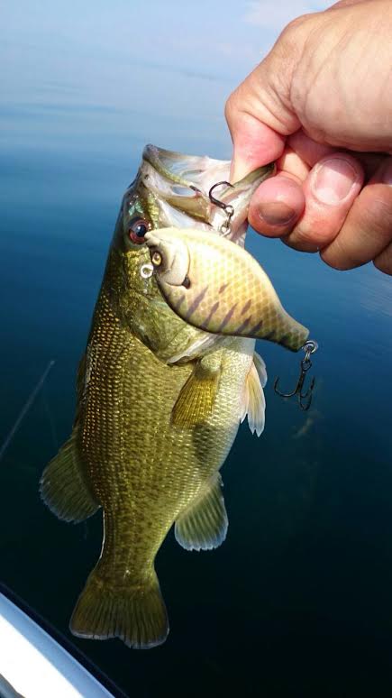 2014_09_16.gill.jpg