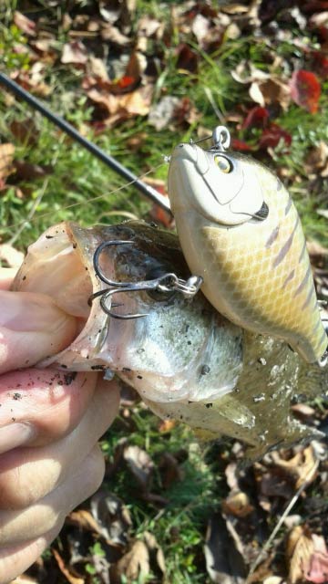 gill.101.jpg